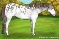 Horse Color:White Spotted Smoky Grullo Blanket 