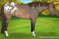 Horse Color:Brown Dun Appaloosa 