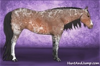 Horse Color:Bay Ice