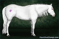 Horse Color:White Spotted Liver Chestnut Chinchilla Splash Appaloosa and White Spotted Chocolate Silver Brown Chinchilla Splash Appaloosa