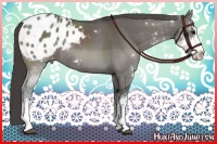 Horse Color:Grullo Sabino Appaloosa Rabicano