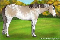 Horse Color:White Spotted Bay Dun Splash Appaloosa 