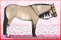 Horse Color:White Spotted Bay Dun 