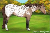 Horse Color:Bay Dun Sabino Near Leopard Rabicano 