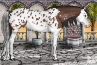 Horse Color:Bay Roan Splash Appaloosa 