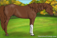 Horse Color:Gray Chestnut 