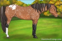 Horse Color:Bay Appaloosa