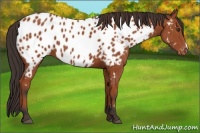 Horse Color:Bay Appaloosa 