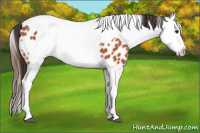 Horse Color:Bay Splash Tobiano Near Leopard  and Gray Bay Splash Tobiano Near Leopard 