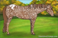 Horse Color:Chestnut Appaloosa
