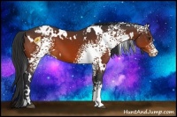Horse Color:White Spotted Brown Appaloosa 