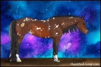 Horse Color:White Spotted Bay Appaloosa