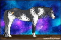 Horse Color:White Spotted Black Chinchilla Appaloosa 