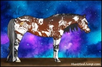 Horse Color:White Spotted Bay 