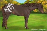 Horse Color:Liver Chestnut Appaloosa