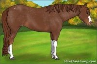 Horse Color:Chestnut Appaloosa