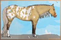 Horse Color:Silver Bay Dun Sabino Appaloosa 