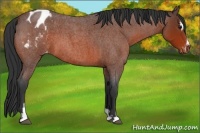 Horse Color:Bay Roan Sabino Appaloosa 