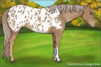 Horse Color:Palomino Near Leopard 