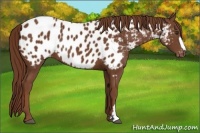 Horse Color:Chestnut Near Leopard 