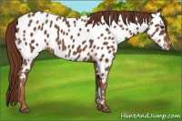 Horse Color:Chestnut Near Leopard 