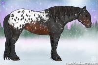 Horse Color:Brown Appaloosa