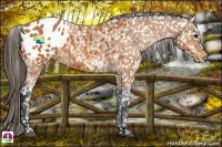Horse Color:Bay Appaloosa 