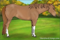 Horse Color:Chestnut 