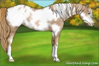 Horse Color:Liver Chestnut Pearl Frame Appaloosa 