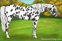 Horse Color:Liver Chestnut Appaloosa 