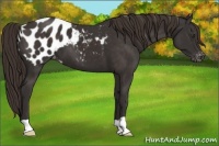 Horse Color:Liver Chestnut Appaloosa 