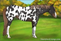 Horse Color:Liver Chestnut Near Leopard