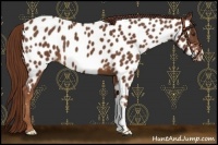 Horse Color:Chestnut Near Leopard 