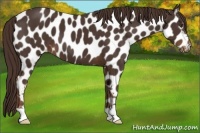 Horse Color:Liver Chestnut Appaloosa 