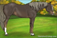 Horse Color:Liver Chestnut Sabino 