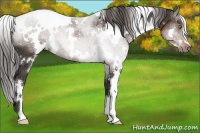 Horse Color:White Spotted Liver Chestnut 