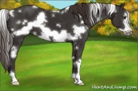 Horse Color:White Spotted Liver Chestnut Frame