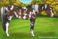 Horse Color:White Spotted Liver Chestnut Sabino 