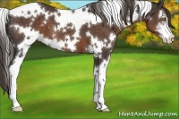 Horse Color:White Spotted Liver Chestnut Sabino 