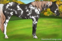 Horse Color:White Spotted Liver Chestnut Sabino 