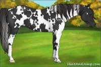 Horse Color:White Spotted Liver Chestnut