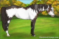 Horse Color:Liver Chestnut Frame
