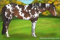Horse Color:White Spotted Liver Chestnut Sabino 