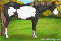 Horse Color:Liver Chestnut Frame 