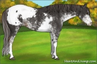 Horse Color:Liver Chestnut Sabino Appaloosa 