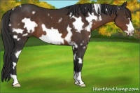 Horse Color:White Spotted Liver Chestnut Frame 