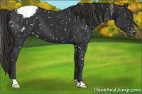 Horse Color:Liver Chestnut Appaloosa 