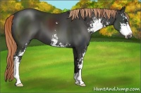 Horse Color:Liver Chestnut Sabino 