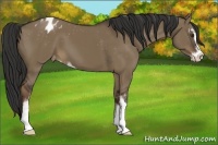 Horse Color:Liver Red Dun Sabino Blanket 