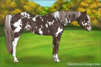 Horse Color:White Spotted Liver Chestnut Sabino 
